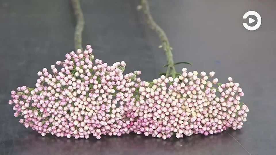 � �� ��� ���������, ��� ���������� ������� �� 8 �����? � ����������� ��������� ������� ��������� �����