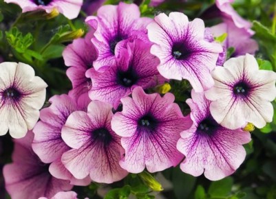 ��� ���������� ������� ��� ��������� ��������