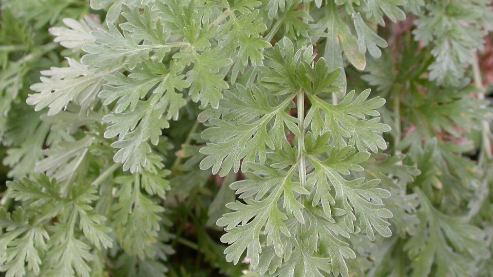 ������: ������������� �������� ��� ������ �������