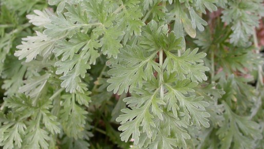 ������: ������������� �������� ��� ������ �������