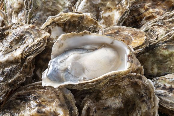 ����������� �����: ��������� ������� � ������� ������������ �� ��������