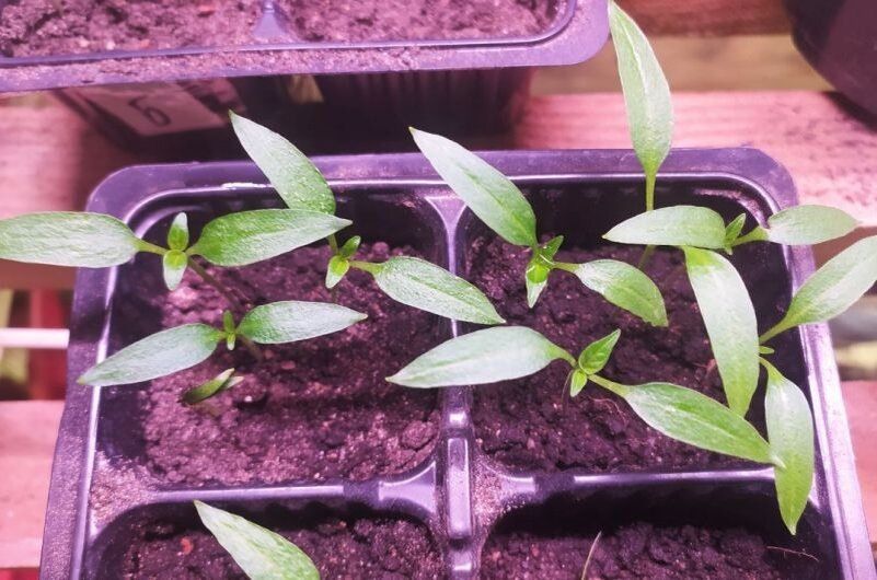 ��������� ����� � ����������: ������� ��������� ����� � �����