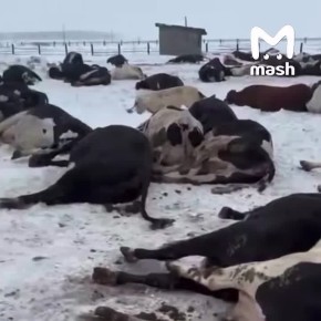 ���������� �������� ���� � ���� ������ � �������� � ���� ������ ����� � ��������� ���������