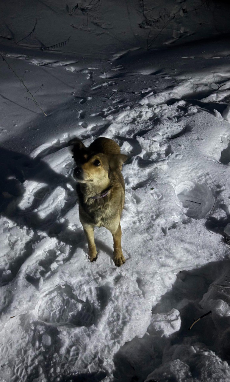 Сотрудники Пензенского пожарно-спасательного центра спасли собаку Сотрудники Пензенского пожарно-спасательного центра спасли собаку
