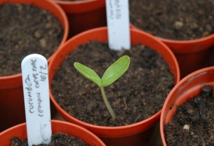 ��� ��������� ������� ������: ��������� �����������