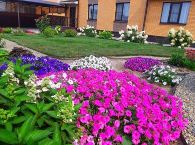 Петунии, которые удивляют: секреты ухода и красоты