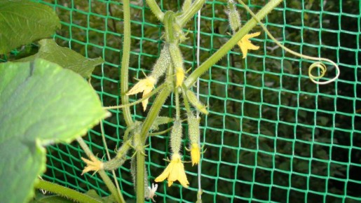 ������� ������� ������: ����� � ��� ������ ������