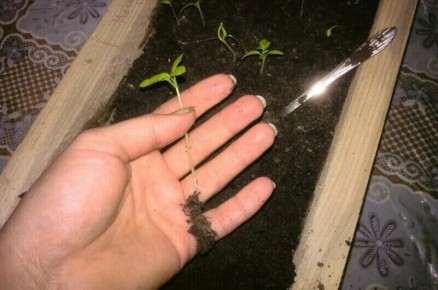 �������� ��������� ������� �������: ������� ��� �������� � ������� ��������