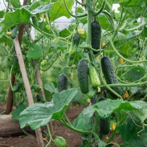 Как китайские змеи завоевали огородный Олимп: уникальные черты известных огурцов