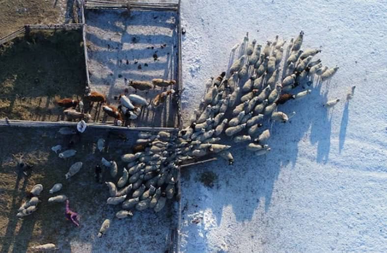 Нет коровы — нет проблемы? Неприятности только начинаются