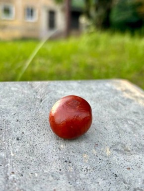 В городе стартует необычная каштановая коллекция