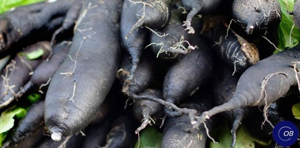 Скорцонера: удивительный корнеплод и его кулинарные секреты