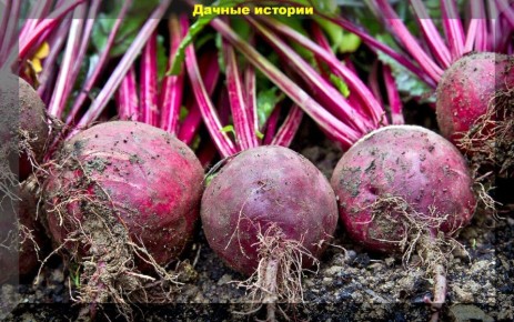 Как понять, что время убирать свеклу и морковь пришло