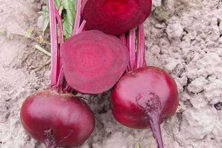 Секреты успешного выращивания свёклы Водан