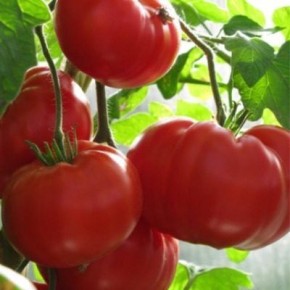 ����� ����������� �������: ������������� ���� � ���������� ������ ��� ������