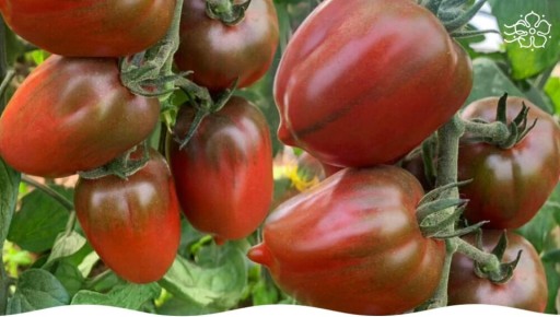 ������ �����: ������� ��� ��� ��������� ��������