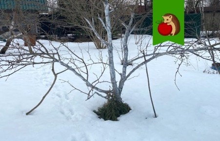 Стоит ли утаптывать снег вокруг деревьев в вашем саду?