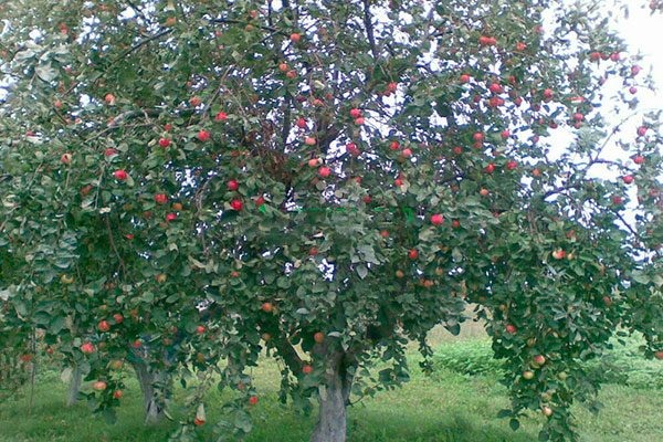 Яблоня коричное полосатое: идеальное решение для вашего сада
