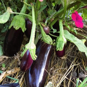 ��� ��������� ���������� ���������: ������� � ������