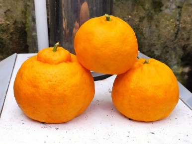 ��� ��������� ���������� �� �����������: ������ � ������������