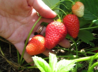 Почему популярные методы омоложения клубники не работают