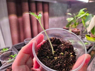 ������ � ���������� ��������: ��� ������� ������� � ��������