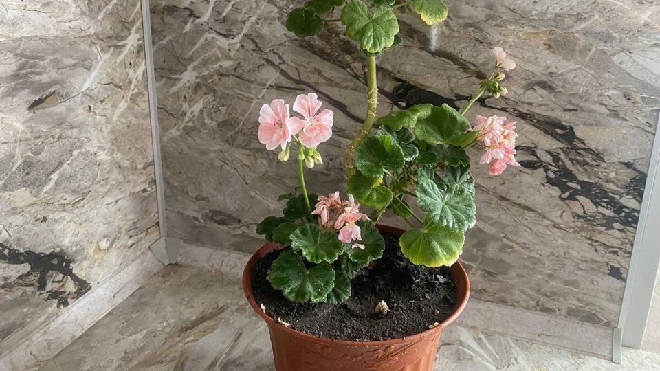 ��� ������� ��������� ��������: ����������� ������ �� ��������