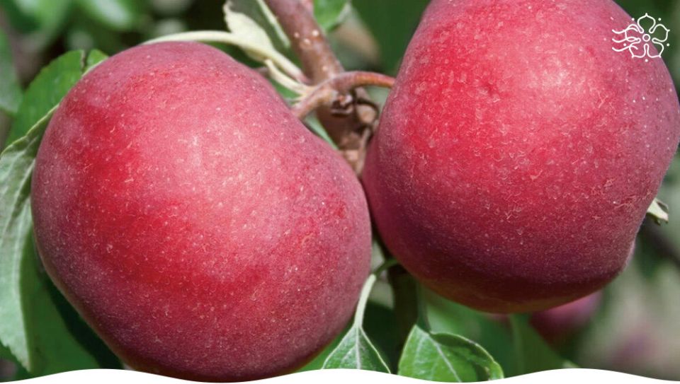 ������ ������������: ������ ����, ������� �� ��������