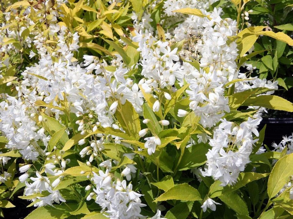 ����� ��� ������: ���� ������������ �������� ��� ������ ����