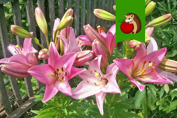 Лилии в саду: что они ненавидят больше всего