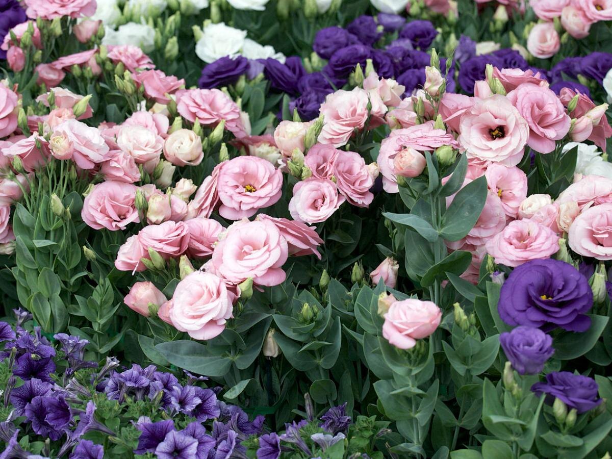 Эустома: цветок, который преобразит ваш сад без лишних забот