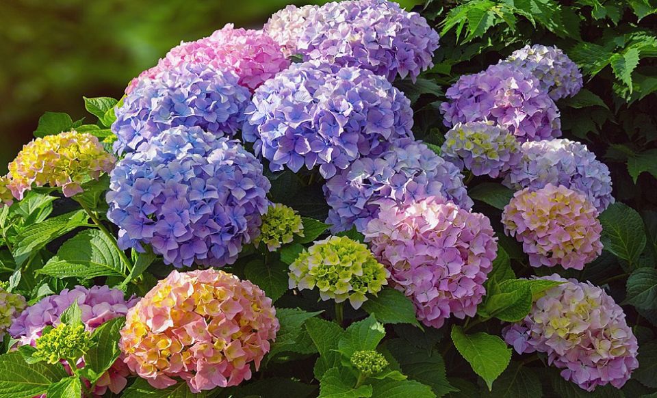 ������� �������� ���������: ���������� ������, ������� ����� ��������