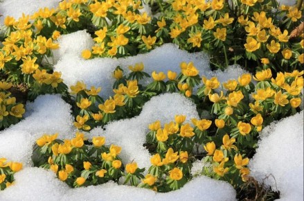 Весенники: природа радует первыми цветами после зимы