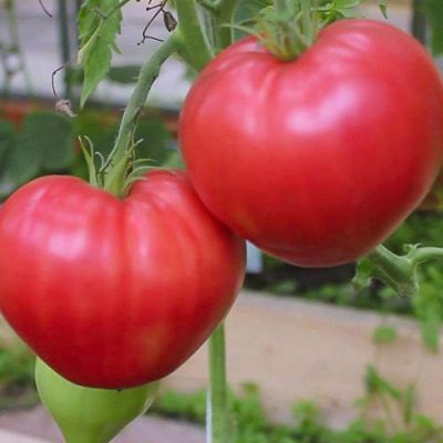 ����� ������: ������ �� ���� ��������� �����������