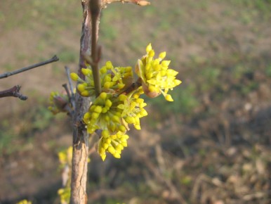 Кизил: загадки древнего растения и его значение в современном садоводстве