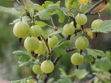 ������� �������� ����������: ��� ���������� ������ ����� � ������