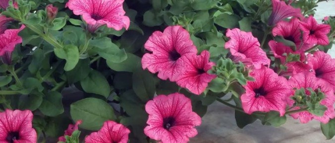 Как продлить цветение петуний: секреты и рекомендации