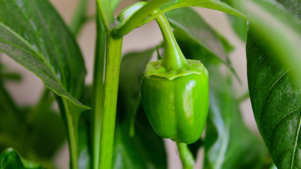 ��� ������� ����-������ �� �����������: ������ ����� ���� �����