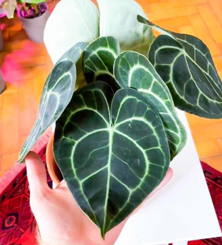 ������ �� ����������� ��������� ��� ����� ������� ��������