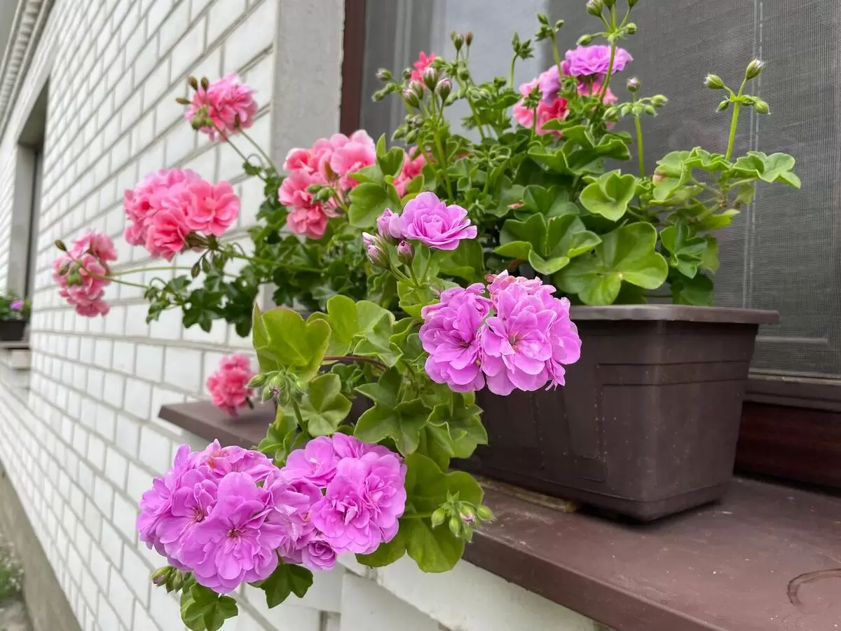 Плющелистные пеларгонии: как просто и быстро их укоренить