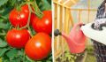 Как сделать ваши томаты ярче: секреты удобрения в июле
