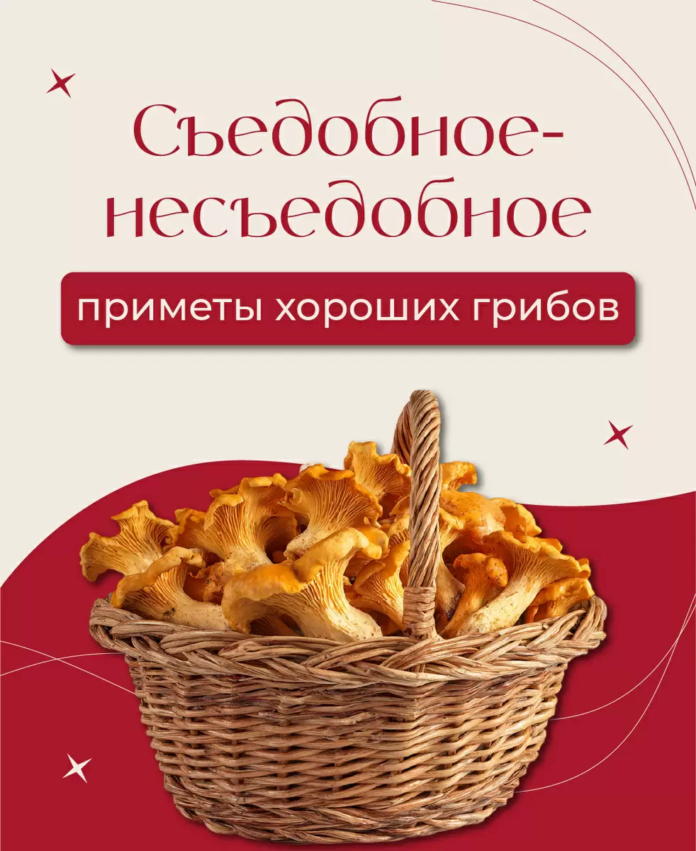 Тайны лесной гастрономии: как отличить съедобные грибы от ядовитых