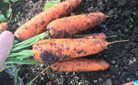 Как вырастить идеальную морковь: три простых секрета от огородников