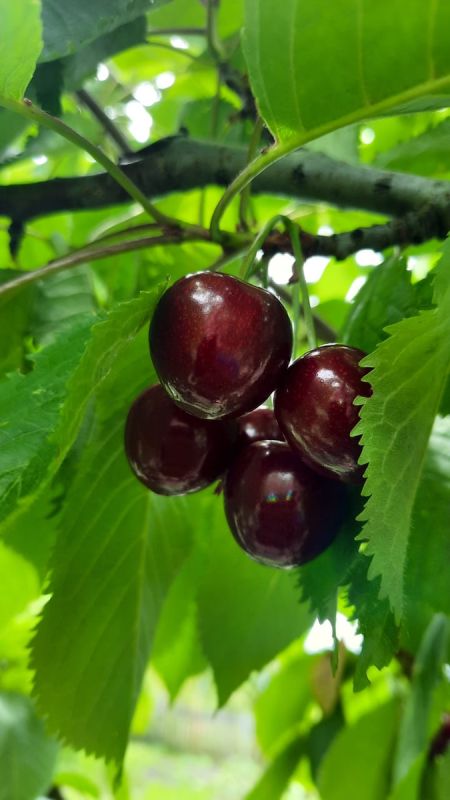 ��� �������� ������� �� ����: ����������� ������