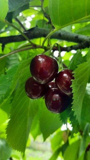 ��� �������� ������� �� ����: ����������� ������