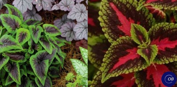 ��� ��������� ������� �� �����: ������� ������ ��� ���������