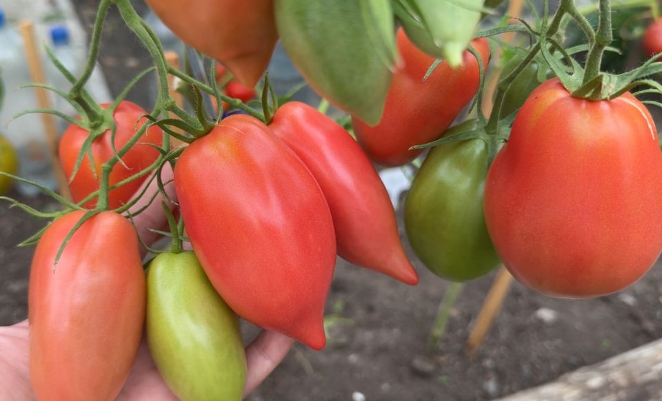 ������, ������� �� ��������: ��� ������ ������ ��� ������ ���� � 2025 ����