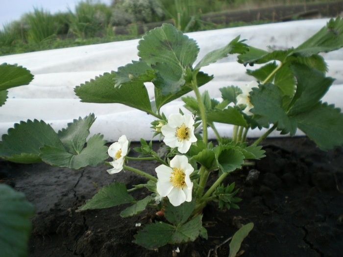 ������ ������ ����� ������������ � ����������� ��������: ��� ������ �������