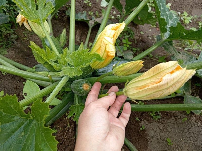 ��� ��������� ������� �� �������: ������� ��������� �����