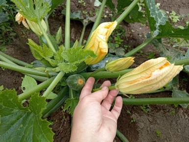 ��� ��������� ������� �� �������: ������� ��������� �����